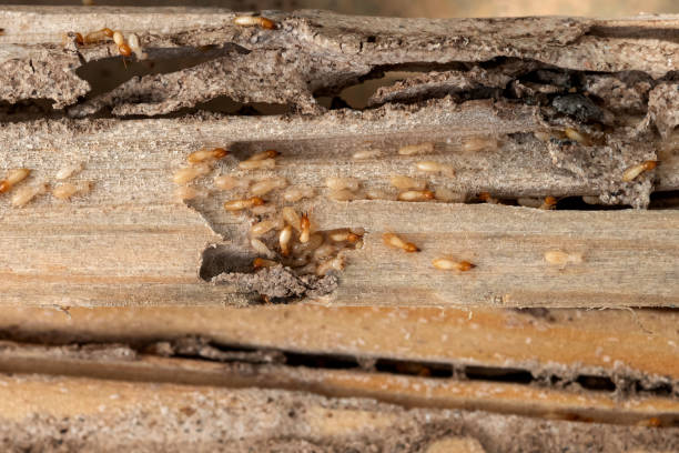 Best Residential Pest Control  in Geronimo, OK